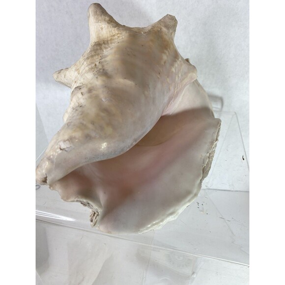 Decorative Extra Large Queen Ocean Pink Conch Seashell Shells 10.5” Natural 4+lb - Picture 3 of 9